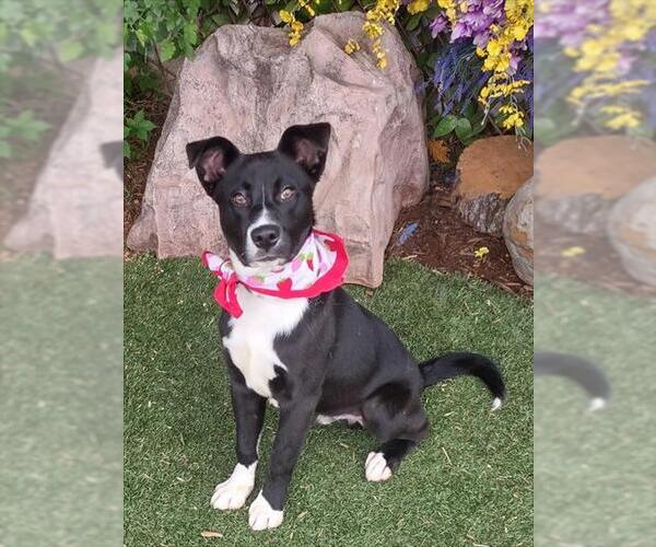 Medium Photo #1 Mutt Puppy For Sale in Oklahoma City, OK, USA