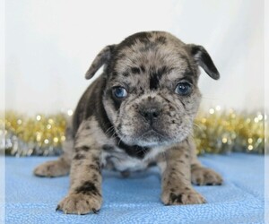 French Bulldog Puppy for sale in FREDERICKSBG, OH, USA