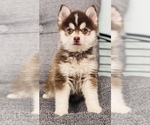 Small Photo #1 Pomsky Puppy For Sale in CINCINNATI, OH, USA