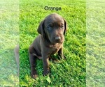 Puppy Orange Labrador Retriever