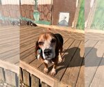 Small #6 Beagle