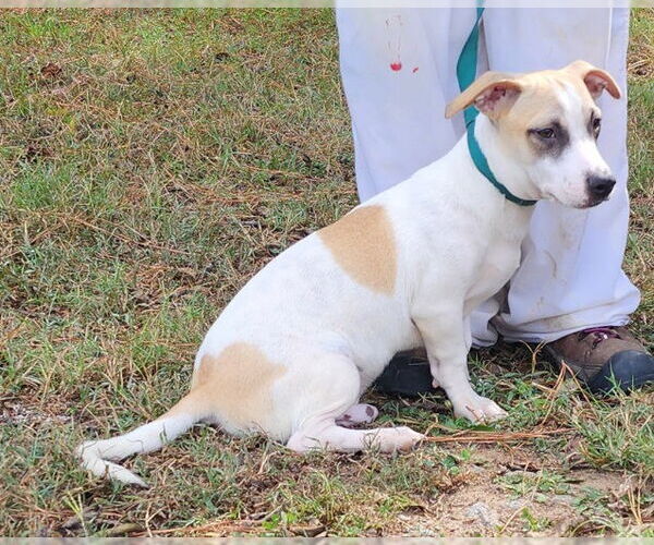 Medium Photo #3 Mutt Puppy For Sale in Wetumpka, AL, USA