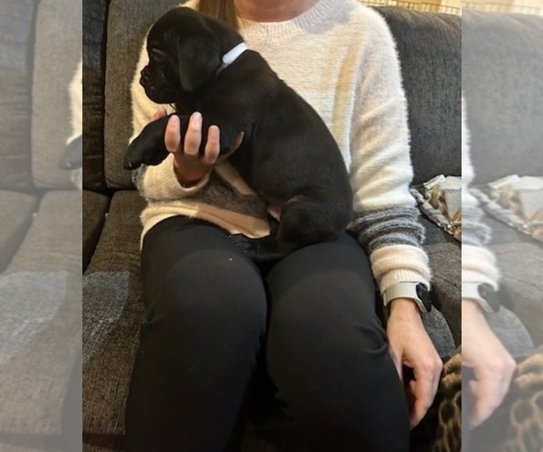 Medium Photo #6 Cane Corso Puppy For Sale in ATASCOCITA, TX, USA