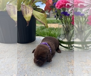 Labrador Retriever Puppy for Sale in NEOLA, West Virginia USA