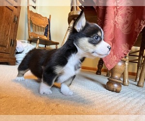 Medium Pembroke Welsh Corgi