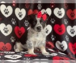Small Photo #5 Cowboy Corgi Puppy For Sale in LAKELAND, FL, USA