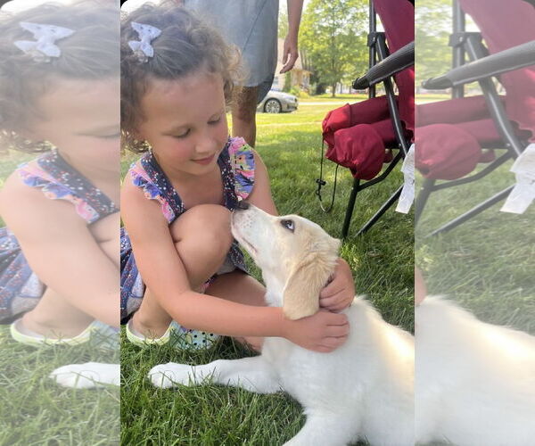 Medium Photo #56 Great Pyrenees-Unknown Mix Puppy For Sale in Mount Laurel, NJ, USA