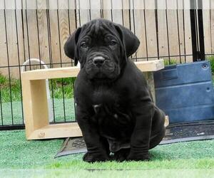 Cane Corso Puppy for sale in ADDISON, TX, USA