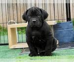 Small Cane Corso
