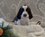 Small #2 English Springer Spaniel