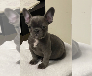 French Bulldog Puppy for sale in BOSTON, MA, USA