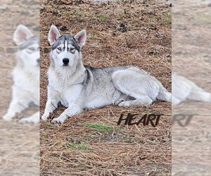 Tilly - ON HOLD - NO MORE APPLICATIONS - Female Siberian Husky Dog for Adoption - Photo #2