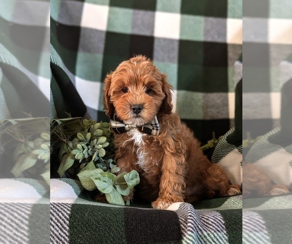 Medium Photo #3 Cavapoo Puppy For Sale in NEW HOLLAND, PA, USA