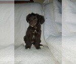 Small Photo #5 Aussiedoodle Puppy For Sale in SPENCER, TN, USA