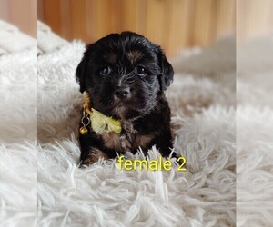 Maltese-Silky Cocker Mix Puppy for sale in WOBURN, MA, USA