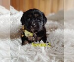 Image preview for Ad Listing. Nickname: Litter of 5