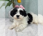 Small Photo #6 ShihPoo Puppy For Sale in FRANKLIN, IN, USA