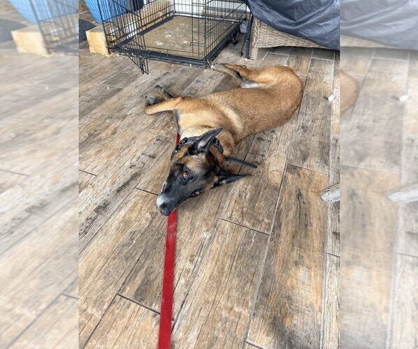 Medium Photo #2 Mutt Puppy For Sale in Imlay City, MI, USA