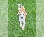Small #2 Mutt