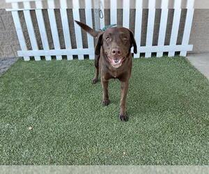 Labrador Retriever Dogs for adoption in Modesto, CA, USA