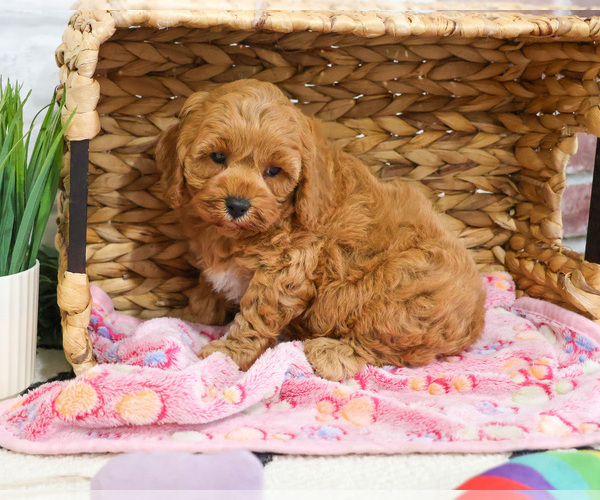 Medium Photo #8 Cavapoo (Miniature) Puppy For Sale in SYRACUSE, IN, USA