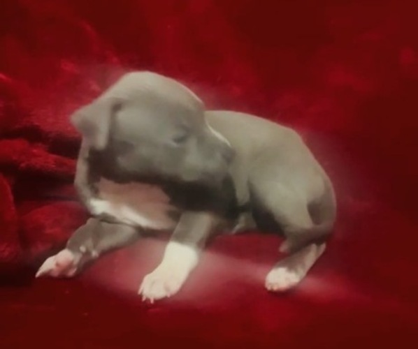 Medium Photo #3 American Pit Bull Terrier Puppy For Sale in TRENTON, NJ, USA