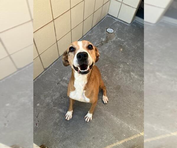 Medium Photo #2 Beagle-Unknown Mix Puppy For Sale in Corpus Christi, TX, USA