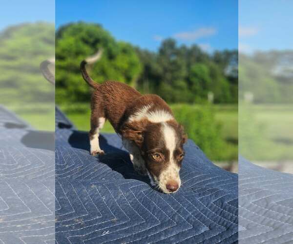 Medium Photo #4 Australian Shepherd-Chihuahua Mix Puppy For Sale in Wakefield, RI, USA