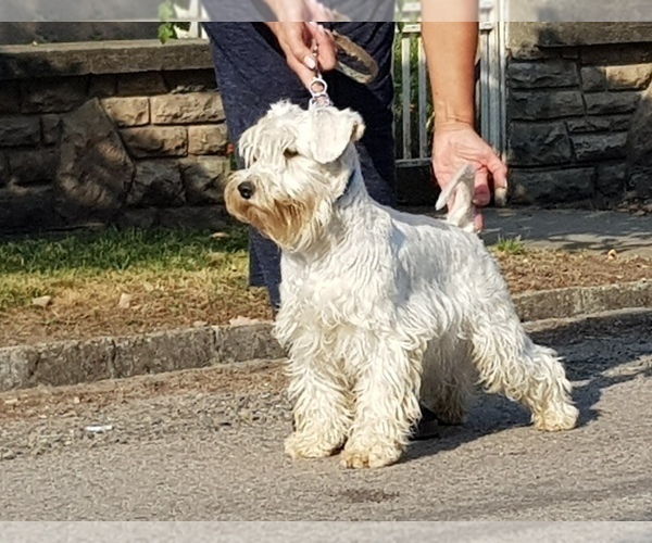 Medium Photo #1 Schnauzer (Miniature) Puppy For Sale in Hatvan, Heves, Hungary