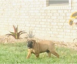 Small Photo #15 Bullmastiff Puppy For Sale in BELLVILLE, TX, USA