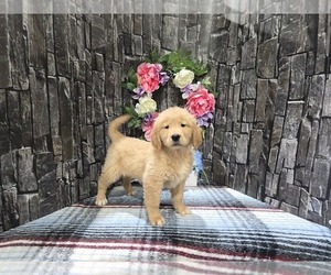 Golden Retriever Puppy for Sale in HAMPTONVILLE, North Carolina USA