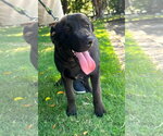 Small #4 Labrador Retriever Mix
