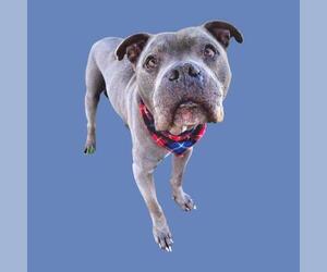 Mutt Dogs for adoption in Bakersfield, CA, USA