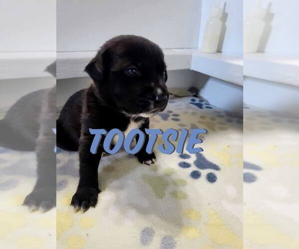 Medium Photo #9 Mutt Puppy For Sale in Imlay City, MI, USA