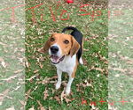 Small #3 Beagle