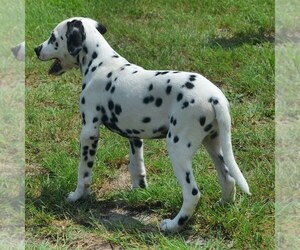 Dalmatian Puppy for sale in MOUNT OLIVE, NC, USA