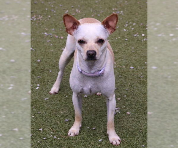 Medium Photo #8 Chihuahua-Unknown Mix Puppy For Sale in Rockaway, NJ, USA