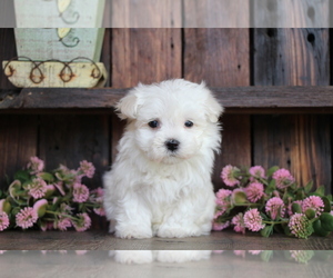 Medium Maltese
