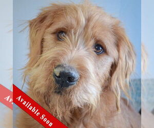 Unknown-Wheaten Terrier Mix Dogs for adoption in Huntley, IL, USA