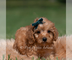 Small #2 Maltipoo (Miniature)