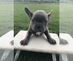 Small Photo #4 French Bulldog Puppy For Sale in GOSHEN, IN, USA