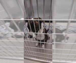Staffordshire Bull Terrier-Unknown Mix Dogs for adoption in Las Vegas, NV, USA