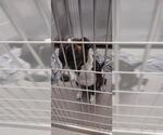 Small Staffordshire Bull Terrier Mix