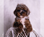 Puppy Veevo Poodle (Toy)