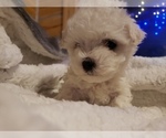 Puppy Puppy 1 Maltese