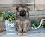 Puppy Haven Pomeranian