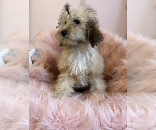 Medium Photo #6 Cavapoo Puppy For Sale in SYLMAR, CA, USA