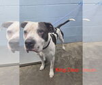 Small #1 American Pit Bull Terrier