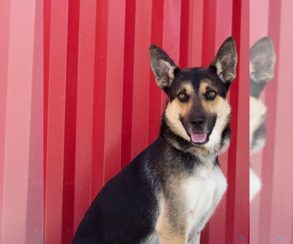Medium Photo #2 German Shepherd Dog Puppy For Sale in Tracy, CA, USA