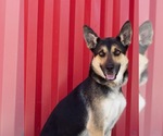 Small #1 German Shepherd Dog